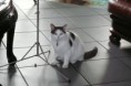 /album/photos-de-mon-chat/tomy-jpg1/