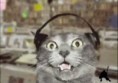 /album/galerie-de-photos/chats-melomanes-jpg/